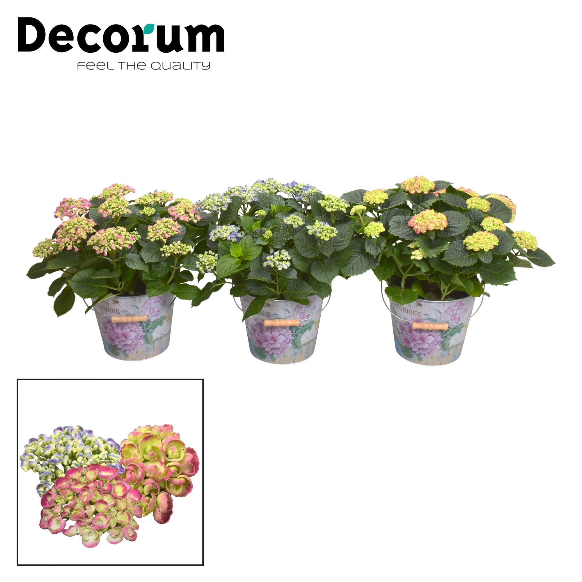 Горшечные цветы и растения оптом Hydrangea Ma Curly Wurly Mix 10+ In Bucket (decoru от 1шт из Голландии с доставкой по России