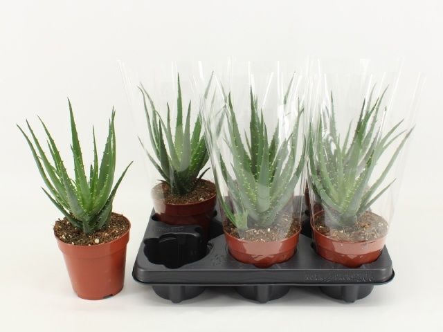 Горшечные цветы и растения оптом Aloe Arborescens от 6шт из Голландии с доставкой по России