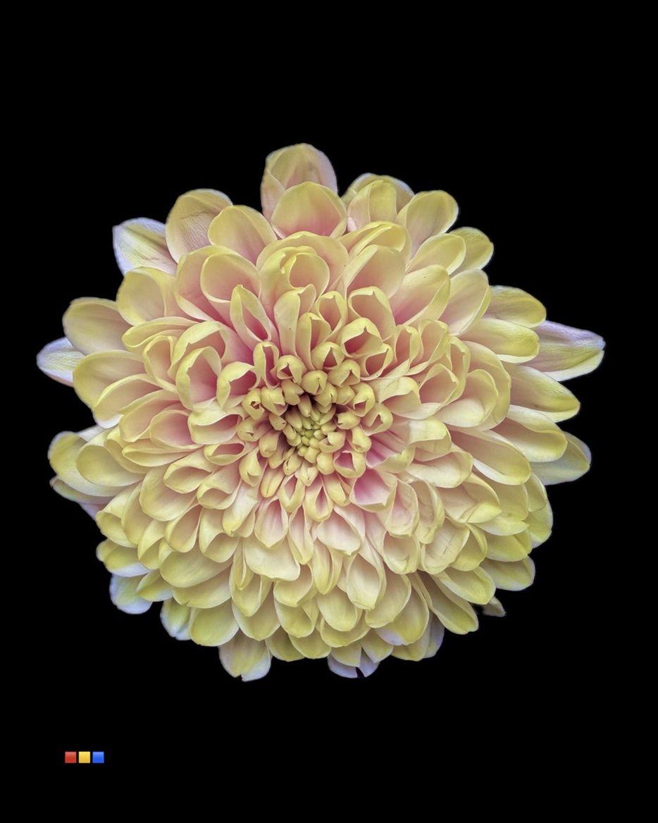 Срезанные цветы оптом Chrys sp paint altaj purple rain от 40шт из Голландии с доставкой по России