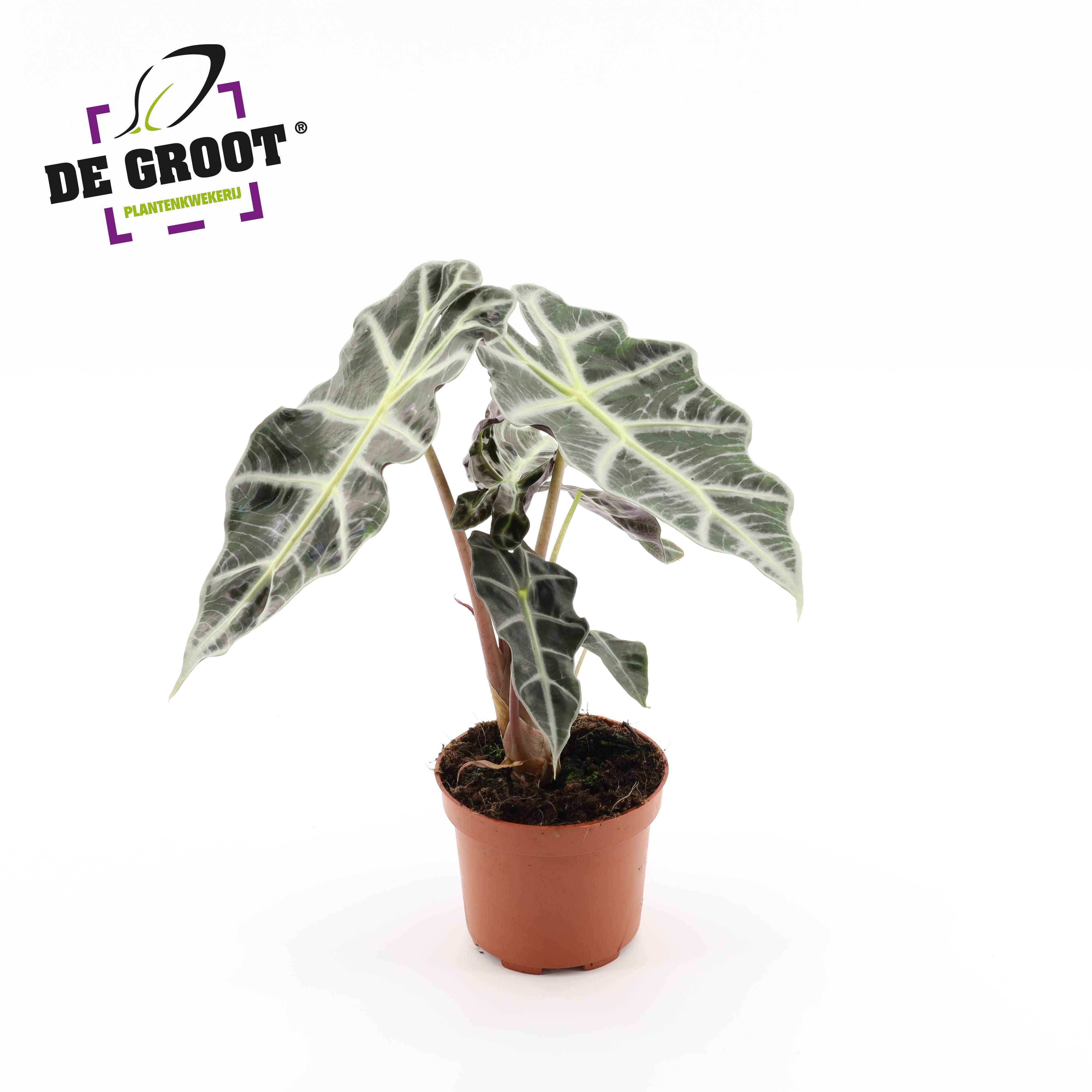 Горшечные цветы и растения оптом Alocasia Polly от 10шт (для телеги) из Голландии с доставкой по России