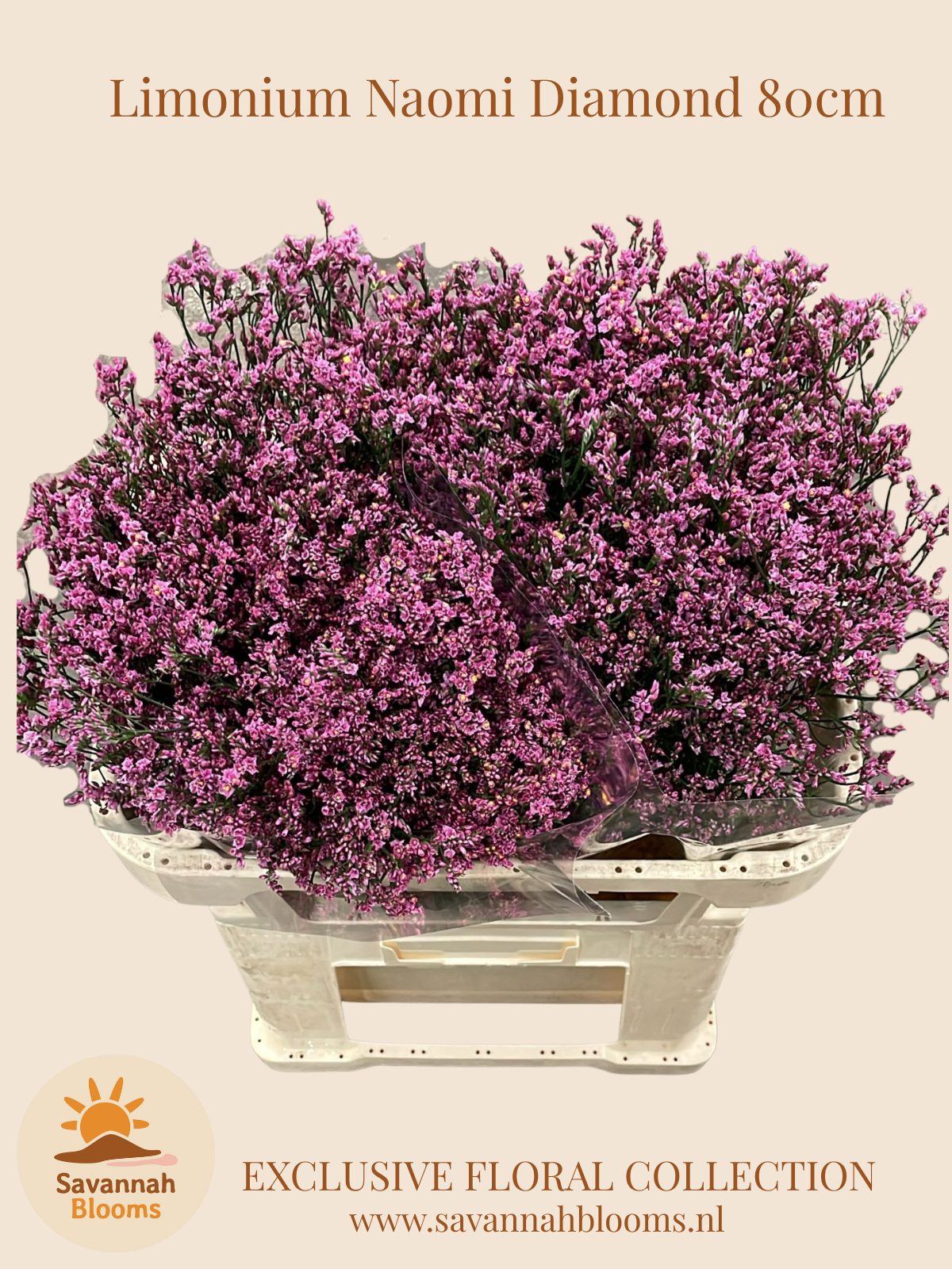 Срезанные цветы оптом Limonium sinense naomi diamond от 50шт из Голландии с доставкой по России