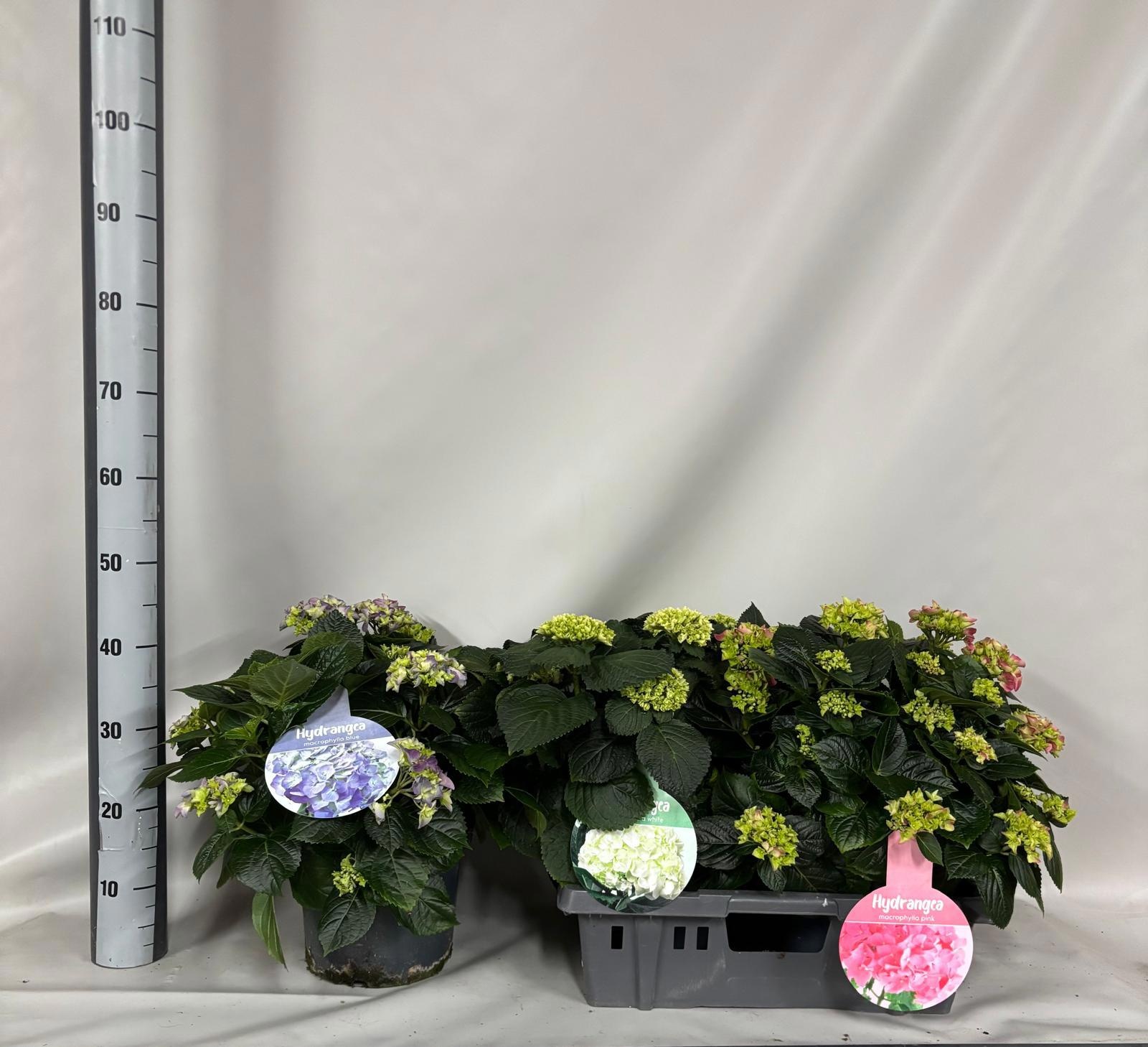 Горшечные цветы и растения оптом Hydr M Gem от 3шт из Голландии с доставкой по России