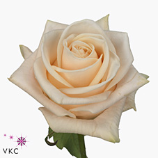 Срезанные цветы оптом Rosa large wedding rose от 50шт из Голландии с доставкой по России