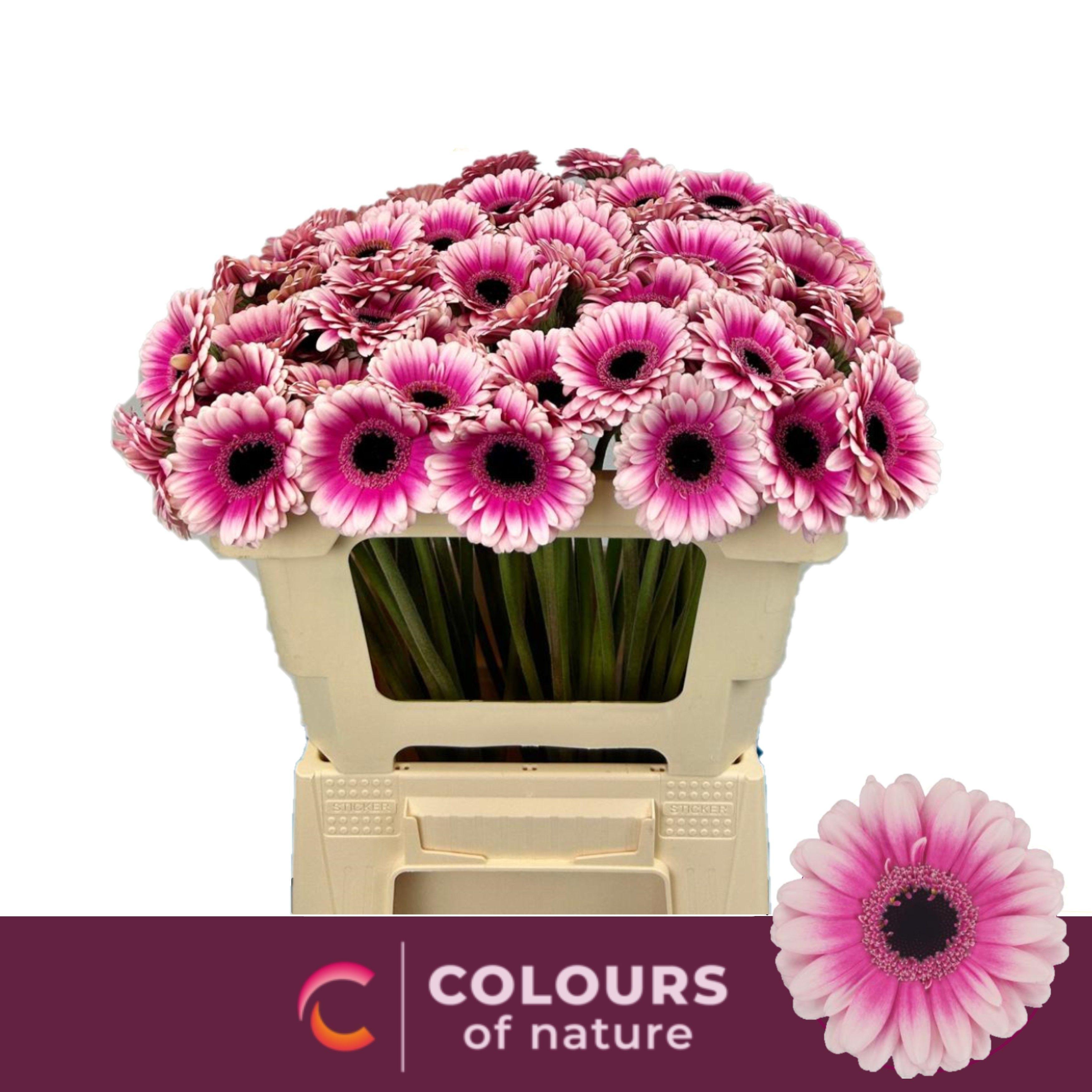 Срезанные цветы оптом Germini leando от 80шт из Голландии с доставкой по России Срезанные цветы оптом Germini leando от 80шт из Голландии с доставкой по России