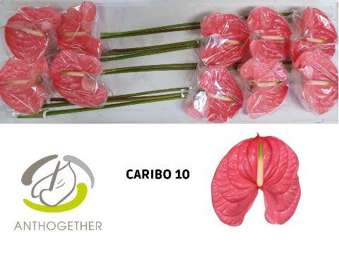 Срезанные цветы оптом Anthurium caribo от 10шт из Голландии с доставкой по России