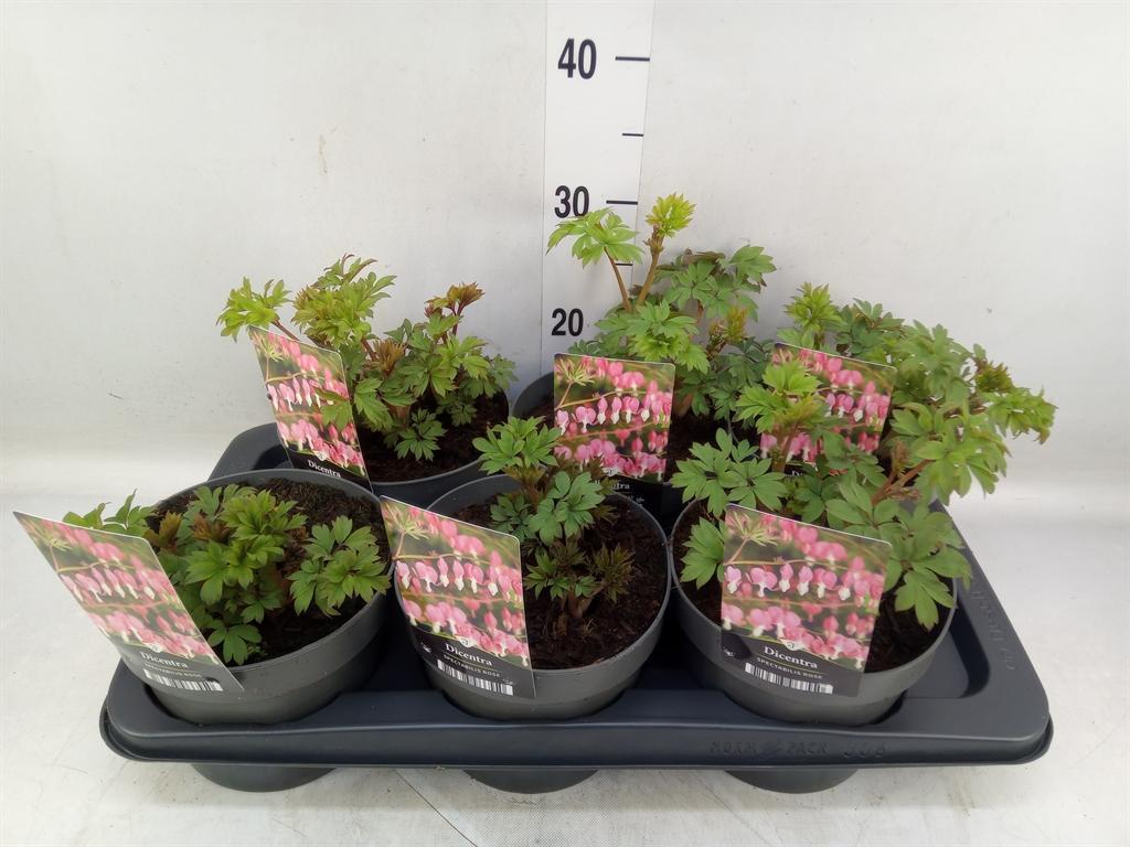 Горшечные цветы и растения оптом Dicentra Spectabilis от 6шт из Голландии с доставкой по России