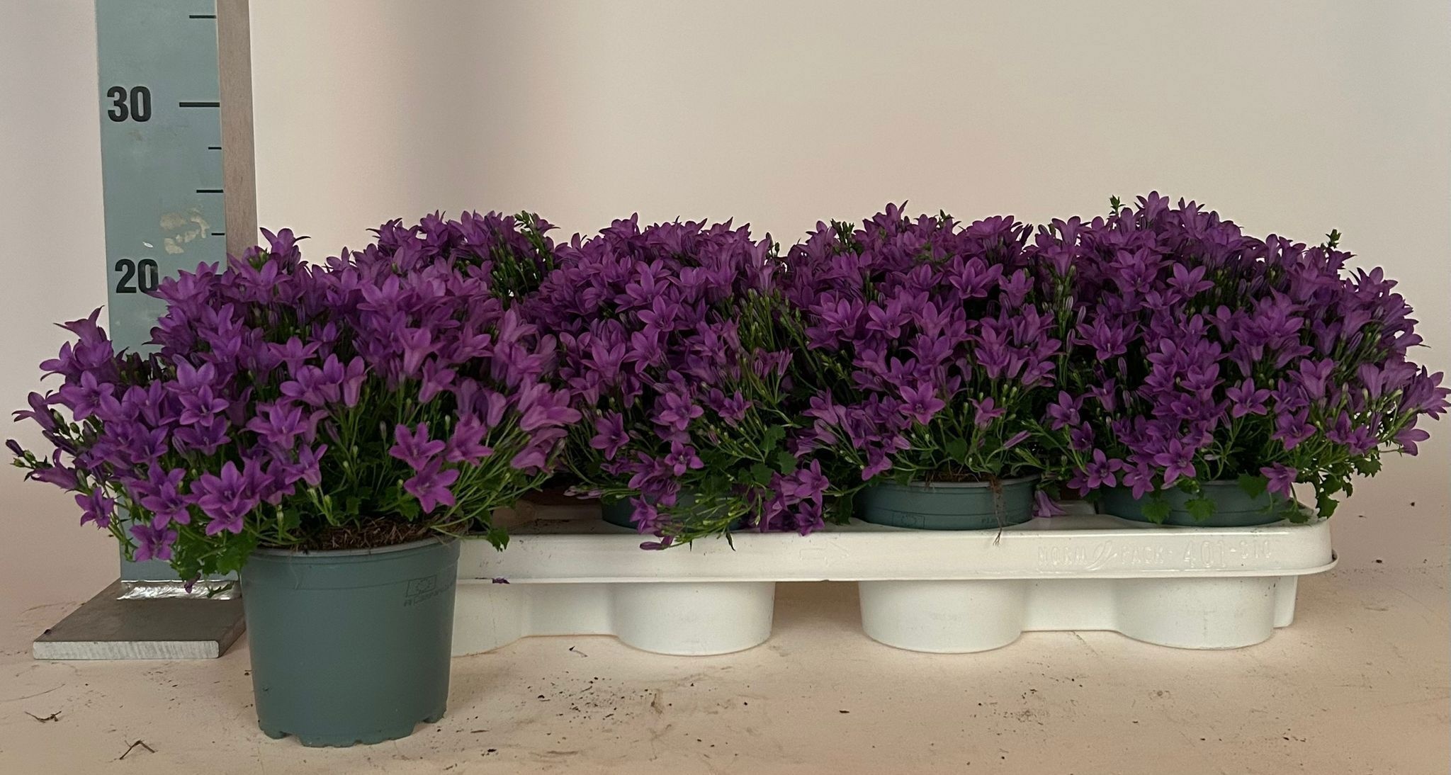 Горшечные цветы и растения оптом Camp Portenschlagian от 8шт (для телеги) из Голландии с доставкой по России