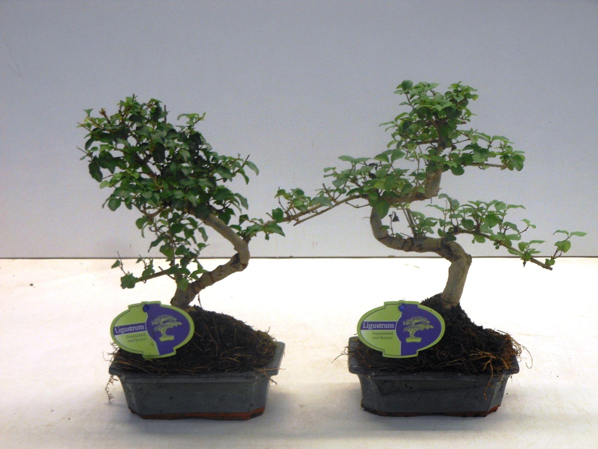Горшечные цветы и растения оптом Bonsai Ligustrum Sinensis, 15cm., Shape, Without D от 10шт из Голландии с доставкой по России