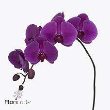 Срезанные цветы оптом Phalaenopsis purple haze (per stem) от 20шт из Голландии с доставкой по России