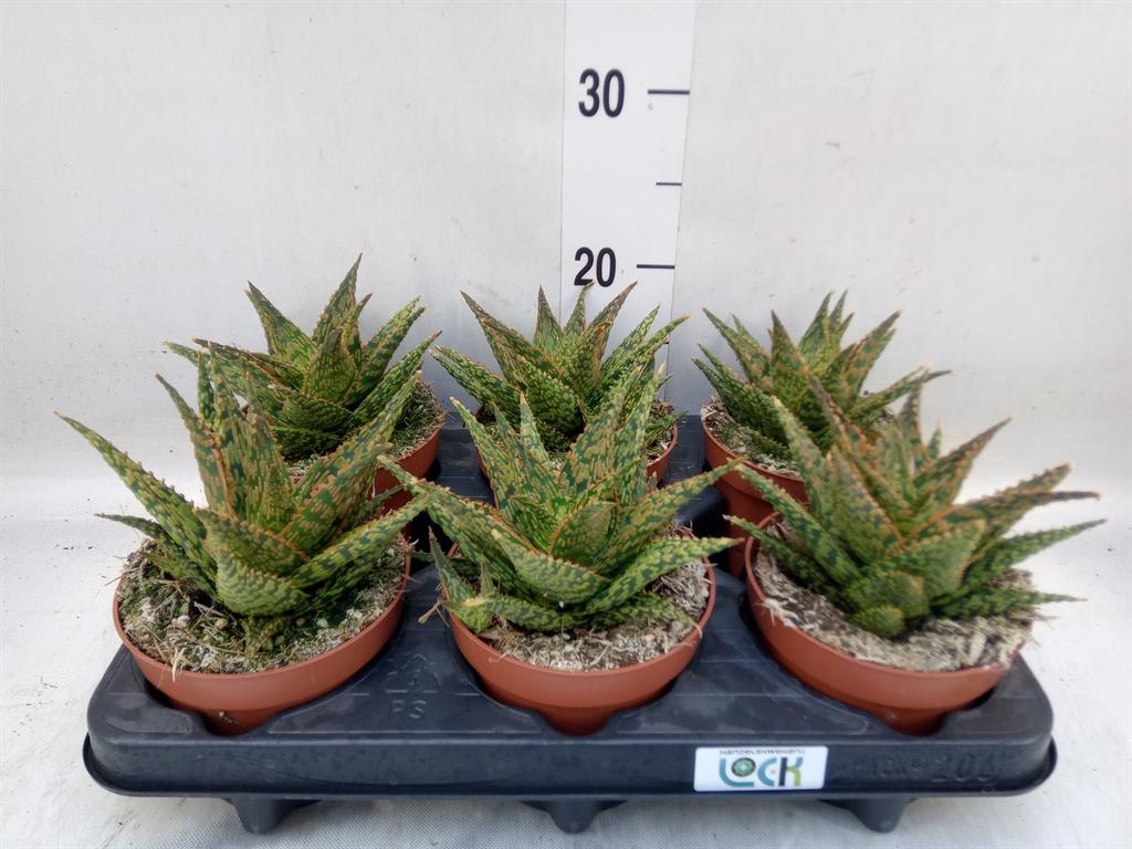 Горшечные цветы и растения оптом Aloe   ... от 6шт из Голландии с доставкой по России