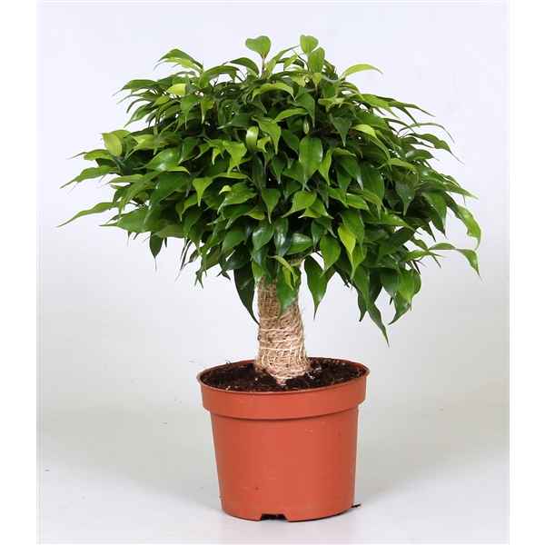 Горшечные цветы и растения оптом Ficus Be Green Kinky Jute от 10шт из Голландии с доставкой по России