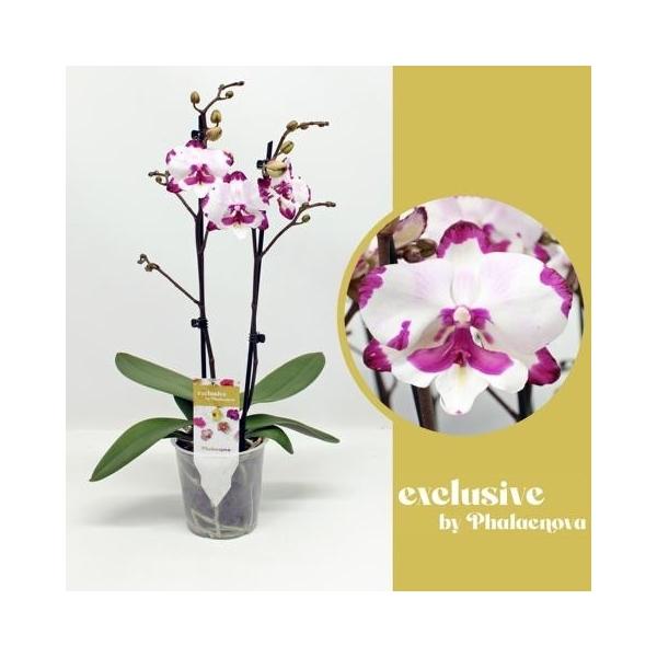 Горшечные цветы и растения оптом Phal 2st Emily 16+ (phalaenova) от 10шт из Голландии с доставкой по России