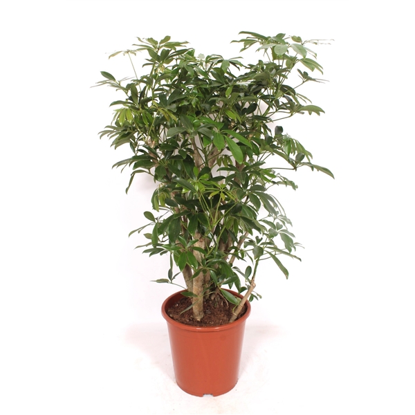 Горшечные цветы и растения оптом Schefflera Compacta Bush от 1шт из Голландии с доставкой по России
