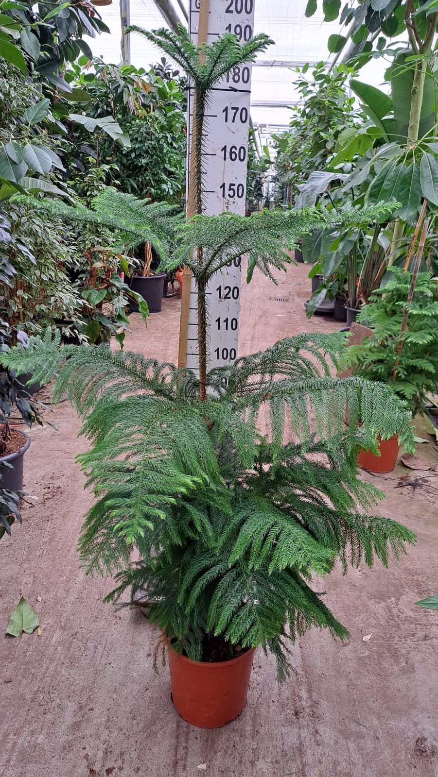 Горшечные цветы и растения оптом Araucaria от 1шт из Голландии с доставкой по России