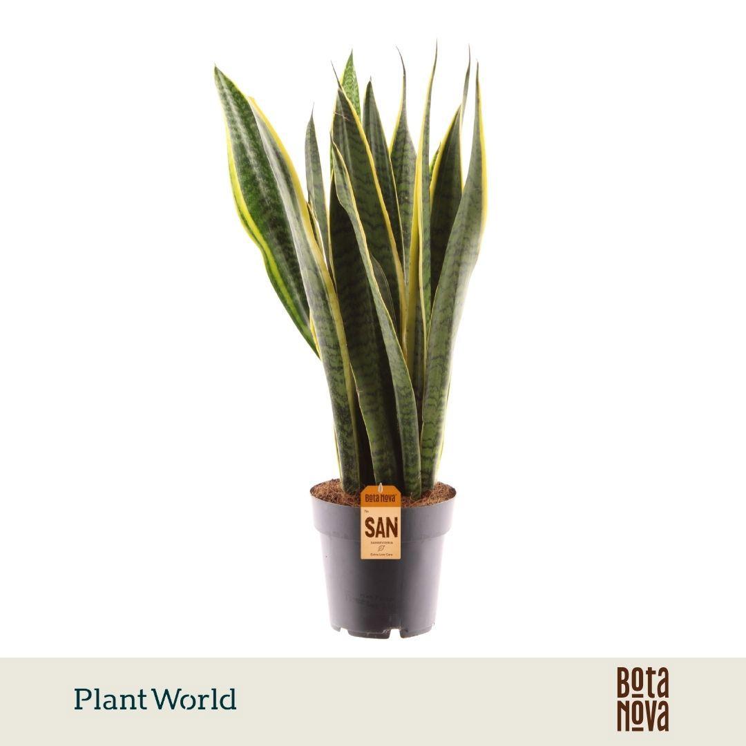 Горшечные цветы и растения оптом Sansevieria Laurentii Xl от 6шт из Голландии с доставкой по России