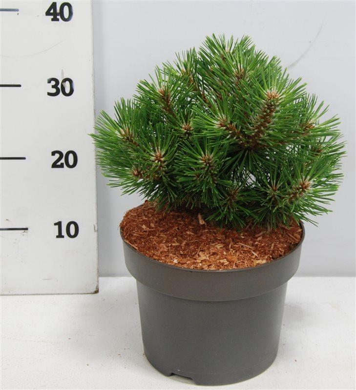 Горшечные цветы и растения оптом Pinus Nigra Nana от 1шт из Голландии с доставкой по России