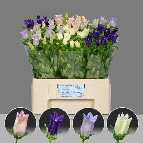 Срезанные цветы оптом Campanula medium mix in bucket от 60шт из Голландии с доставкой по России