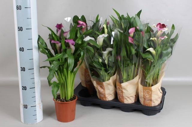 Горшечные цветы и растения оптом Zant Gem 5 Kl от 8шт из Голландии с доставкой по России