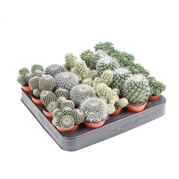 Горшечные цветы и растения оптом Mammillaria Mix от 20шт (для телеги) из Голландии с доставкой по России