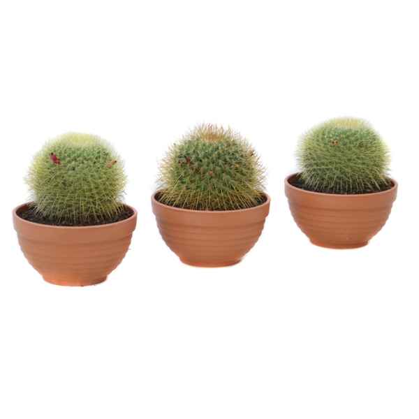 Горшечные цветы и растения оптом Mammillaria Nivosa Bowl от 6шт из Голландии с доставкой по России