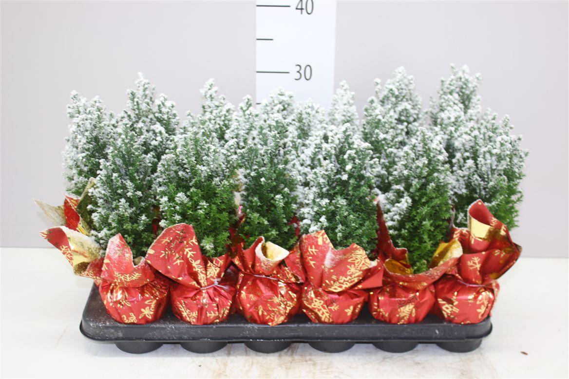 Горшечные цветы и растения оптом Chamaecyparis La Ellwoodii Snow Potcover Red от 18шт (для телеги) из Голландии с доставкой по России