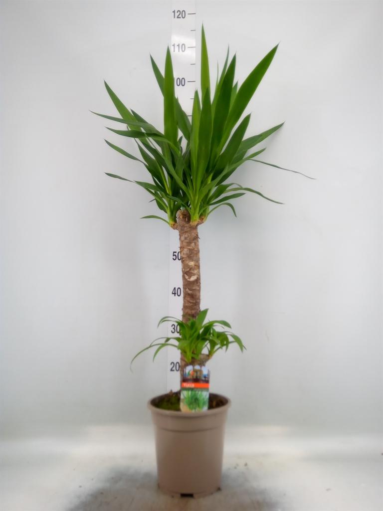 Горшечные цветы и растения оптом Yucca   ... от 5шт из Голландии с доставкой по России