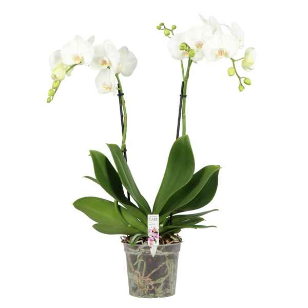 Горшечные цветы и растения оптом Phal 2st Funda Bo White 18+ (opti) от 4шт из Голландии с доставкой по России