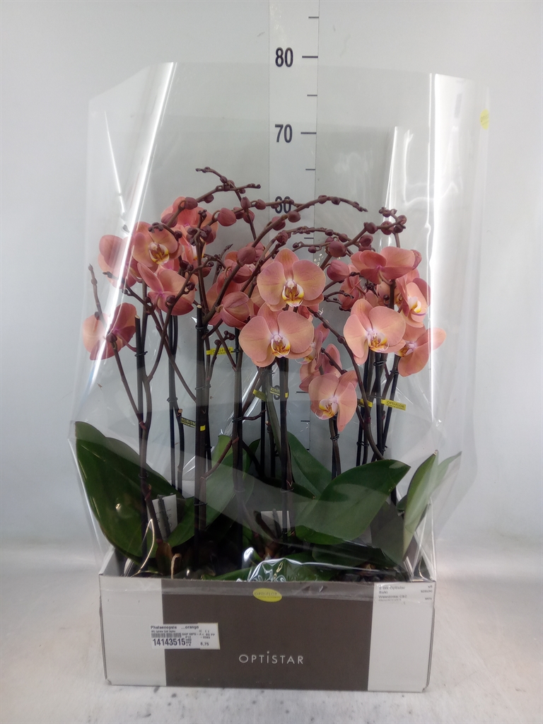 Горшечные цветы и растения оптом Phalaenopsis   ...orange от 6шт из Голландии с доставкой по России