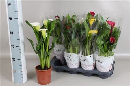 Горшечные цветы и растения оптом Zant Gem 4 Kl 3-4+ * Spring Deal * от 8шт из Голландии с доставкой по России
