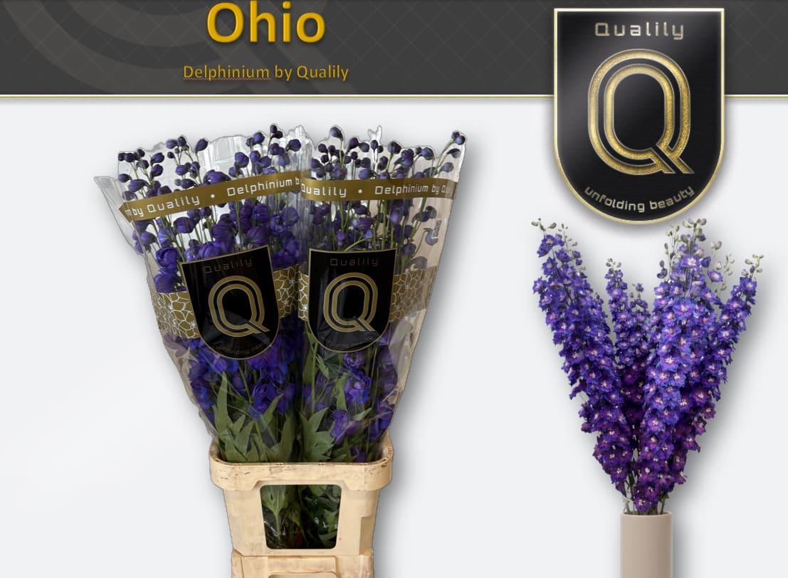Срезанные цветы оптом Delphinium do delphis ohio от 30шт из Голландии с доставкой по России