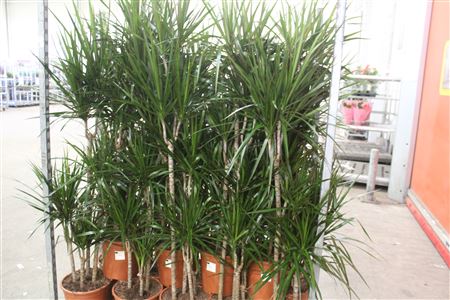 Горшечные цветы и растения оптом Dra Marginata 90-60-30-15 Cm от 1шт из Голландии с доставкой по России