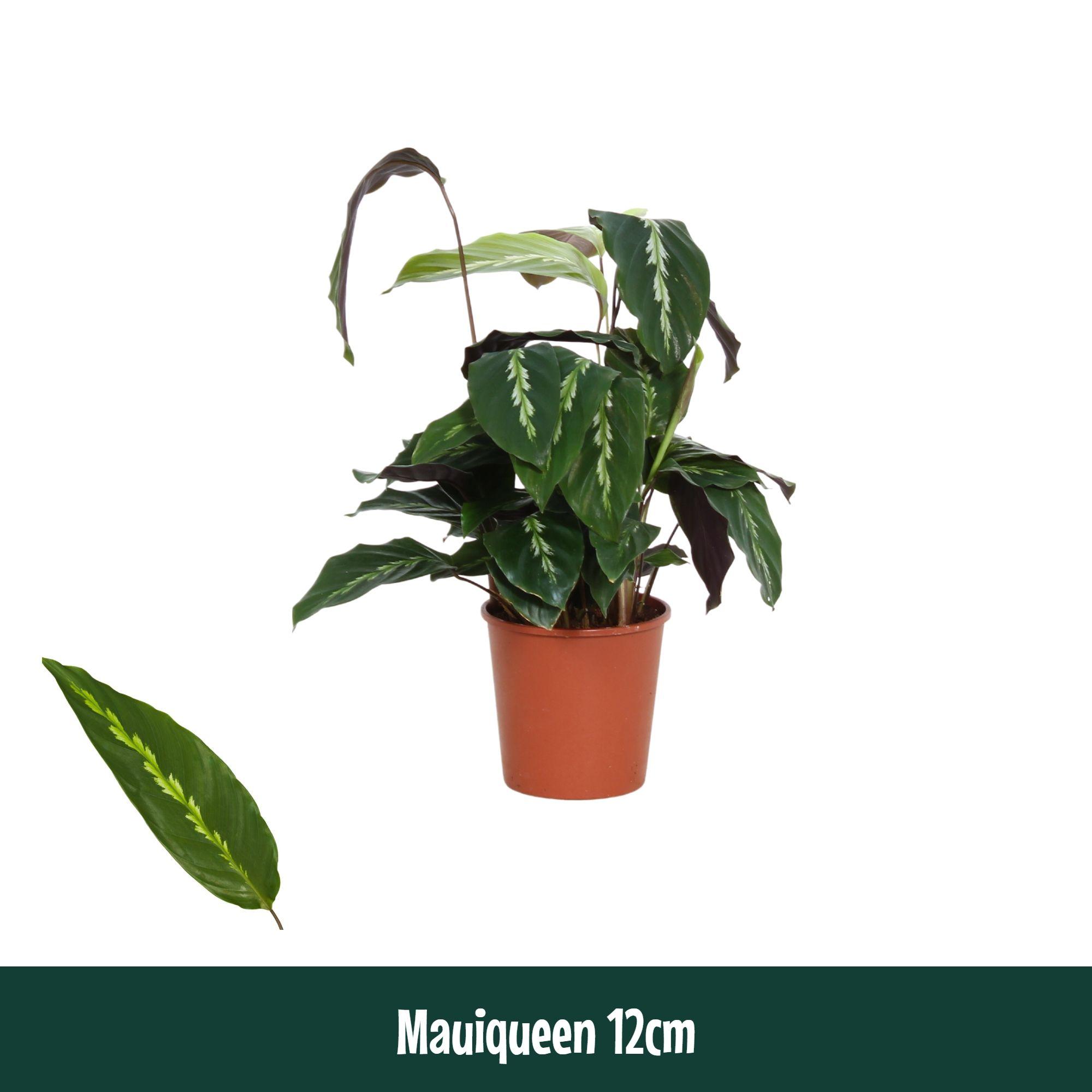 Горшечные цветы и растения оптом Calathea Mauiqueen от 10шт из Голландии с доставкой по России