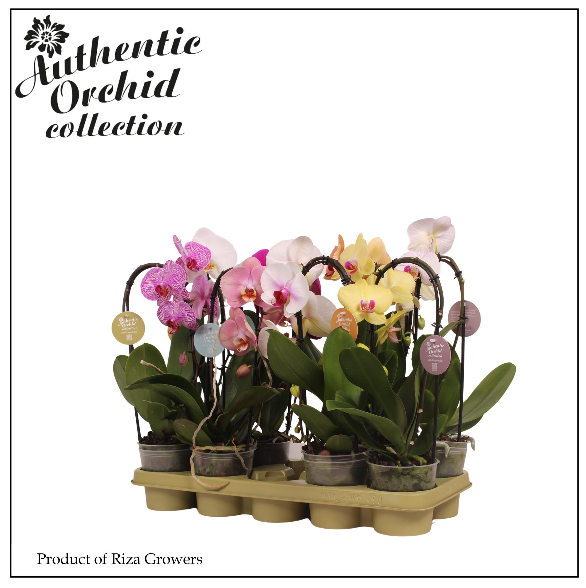 Горшечные цветы и растения оптом Phal 1st Authentic Flow Mix 6+ (mimesis) от 8шт из Голландии с доставкой по России