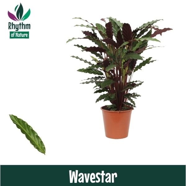 Горшечные цветы и растения оптом Calathea Wavestar Rhythm Of Nature от 1шт из Голландии с доставкой по России