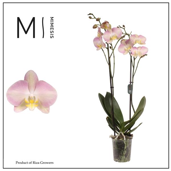 Горшечные цветы и растения оптом Mimesis Phal. Rainbow - 2 Spike 12cm от 10шт из Голландии с доставкой по России