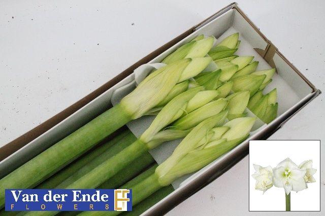 Срезанные цветы оптом Hippeastrum mont blanc от 10шт из Голландии с доставкой по России