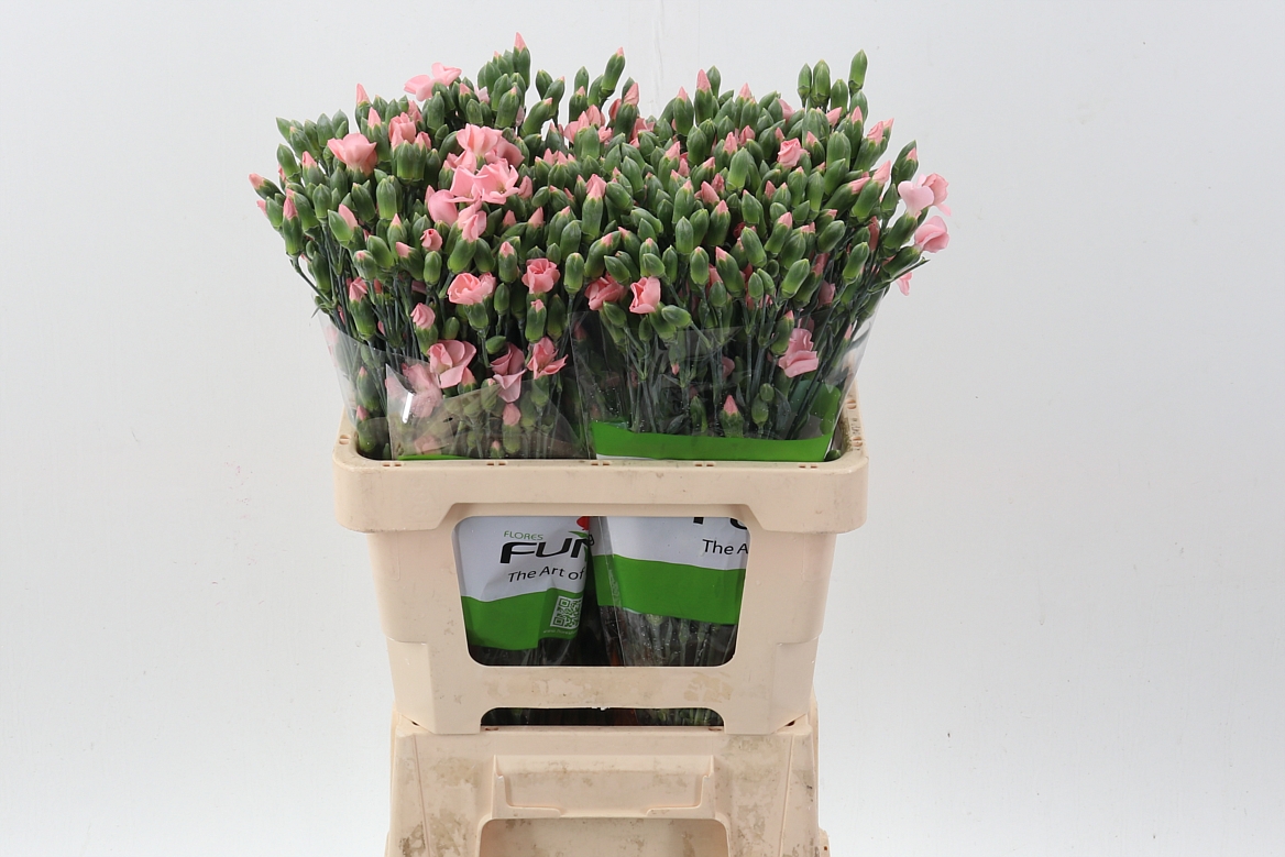 Срезанные цветы оптом Dianthus sp solomio cas от 100шт из Голландии с доставкой по России