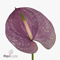 Срезанные цветы оптом Anthurium kaleo от 12шт. из Голландии с доставкой по России