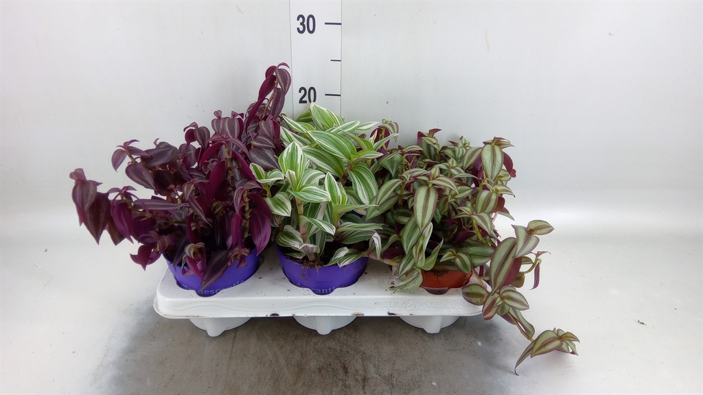 Горшечные цветы и растения оптом Tradescantia   ...mix от 6шт из Голландии с доставкой по России