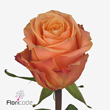 Срезанные цветы оптом Rosa large olympus от 50шт. из Голландии с доставкой по России