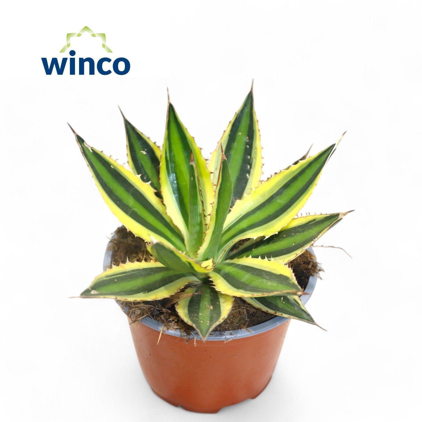 Горшечные цветы и растения оптом Agave Ov от 6шт из Голландии с доставкой по России