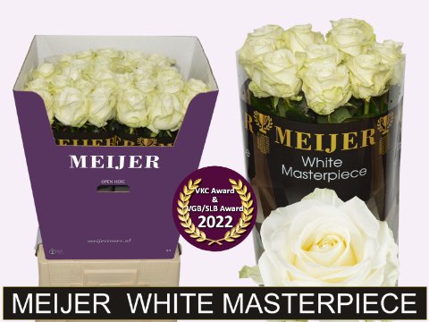 Срезанные цветы оптом Rosa large avalanche+ Meijer White Masterpiece A от 40шт из Голландии с доставкой по России