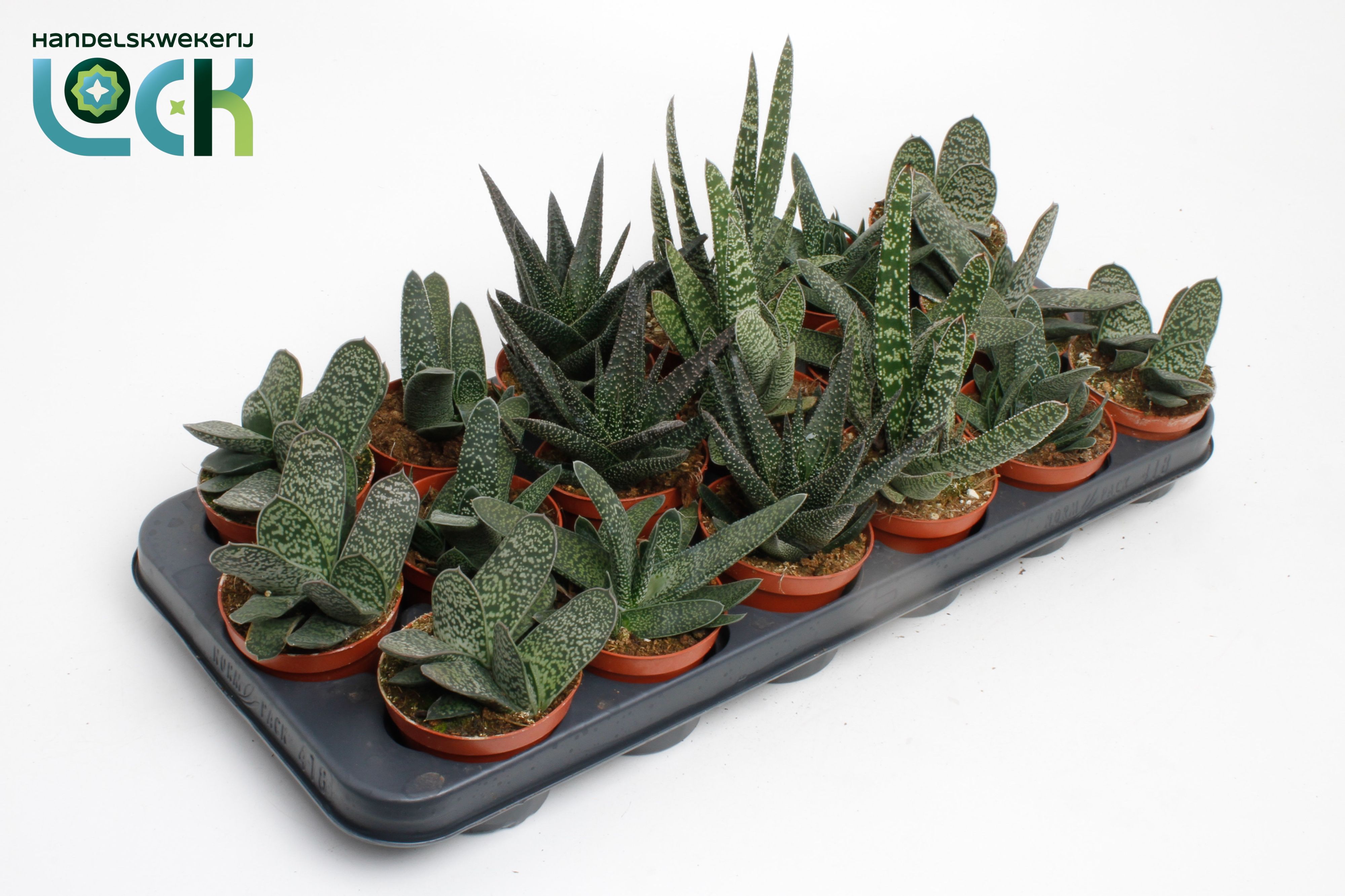 Горшечные цветы и растения оптом Gasteria Mix от 12шт (для телеги) из Голландии с доставкой по России