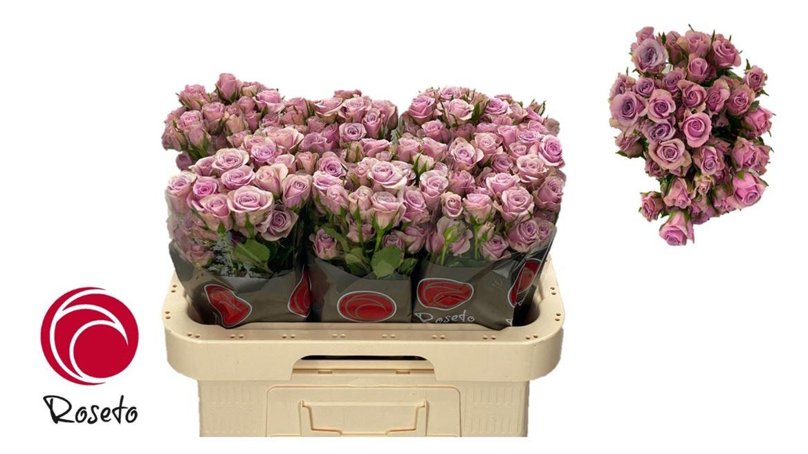 Срезанные цветы оптом Rosa spray leila от 60шт из Голландии с доставкой по России