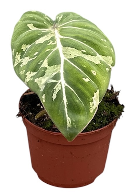 Горшечные цветы и растения оптом Philodendron Gloriosum Snow Leopard от 1шт из Голландии с доставкой по России
