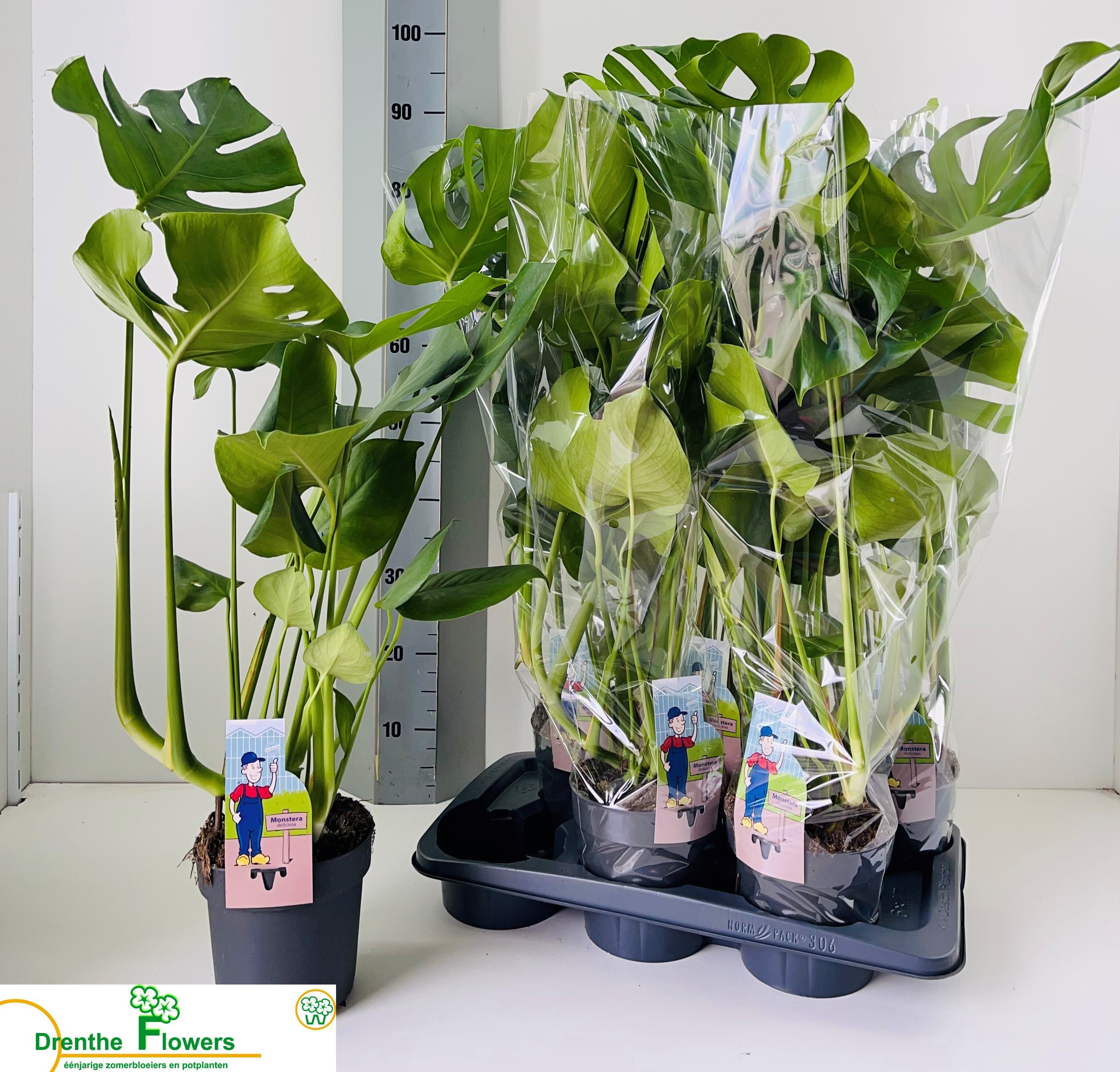 Горшечные цветы и растения оптом Monstera Deliciosa от 6шт из Голландии с доставкой по России