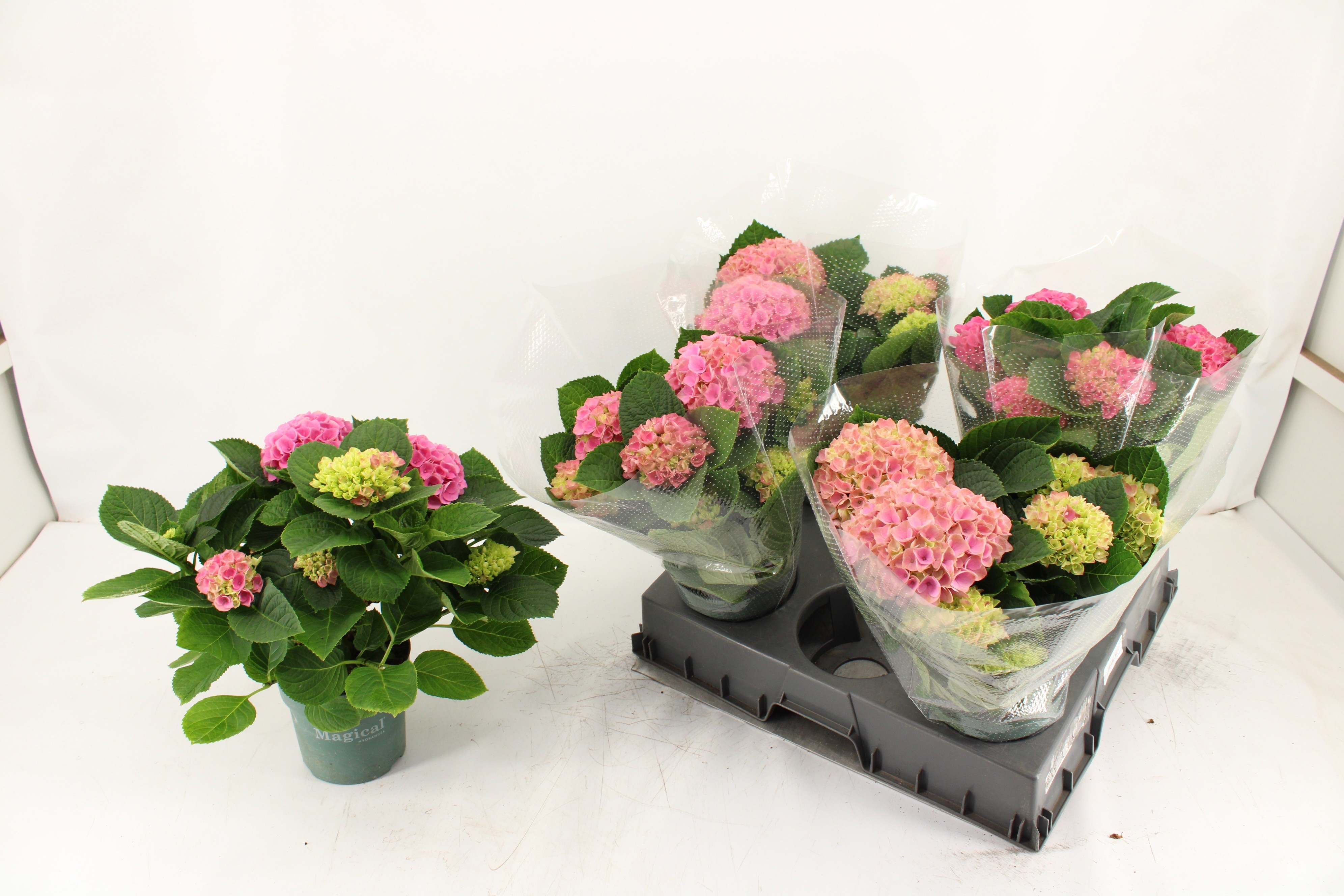 Горшечные цветы и растения оптом Hydr M Mag Evolution от 5шт из Голландии с доставкой по России