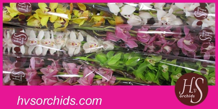 Срезанные цветы оптом Cymbidium mix от 6шт.. из Голландии с доставкой по России