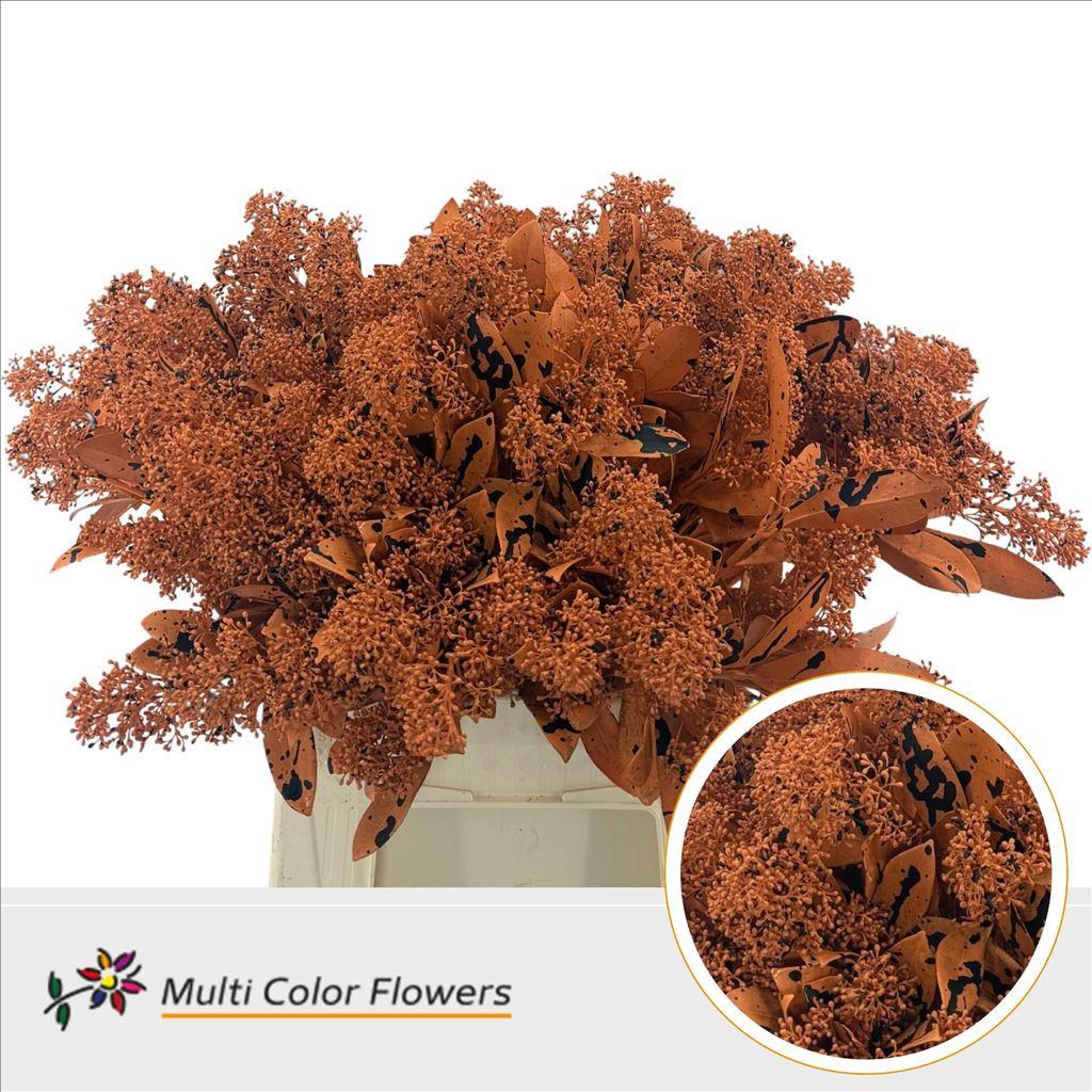 Срезанные цветы оптом Skimmia paint halloween orange splash от 10шт из Голландии с доставкой по России