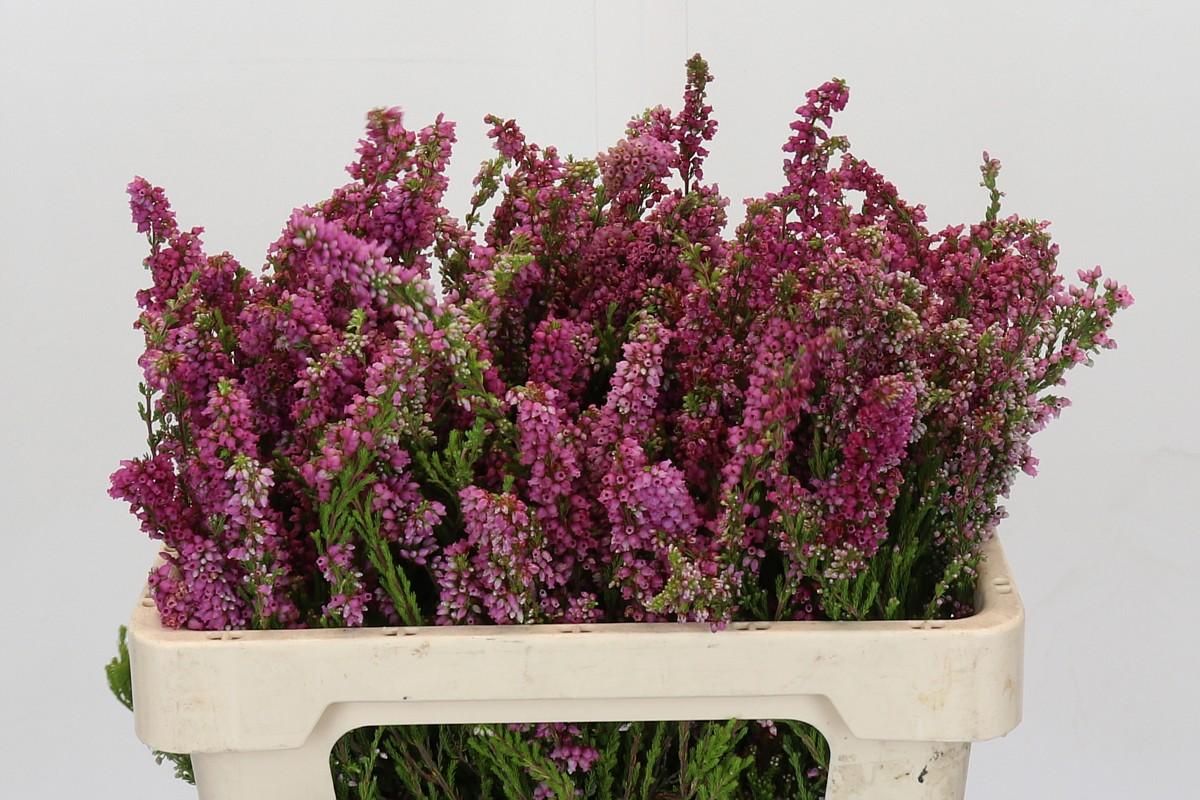 Срезанные цветы оптом Cape green erica bella от 50шт из Голландии с доставкой по России